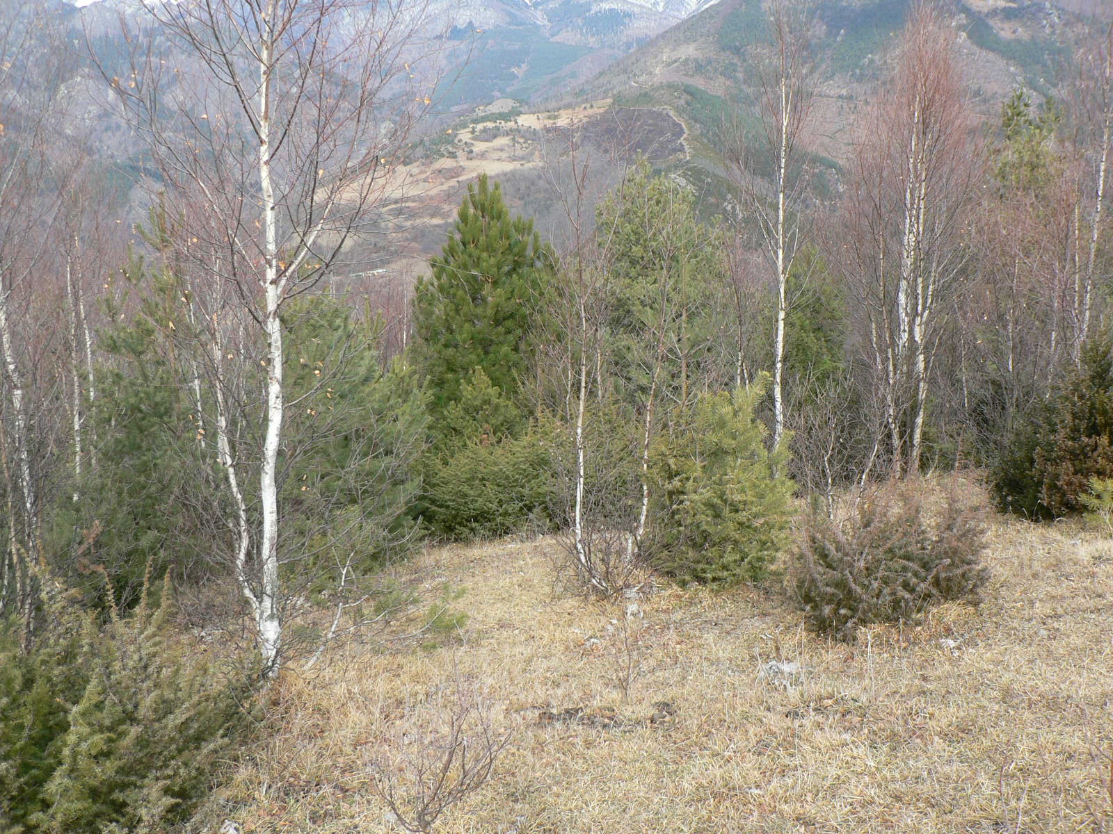  [Du 30 Mai au 1er Juin 2014] à Prats de Mollo "OP Aigles et Loups "  257240P1110097