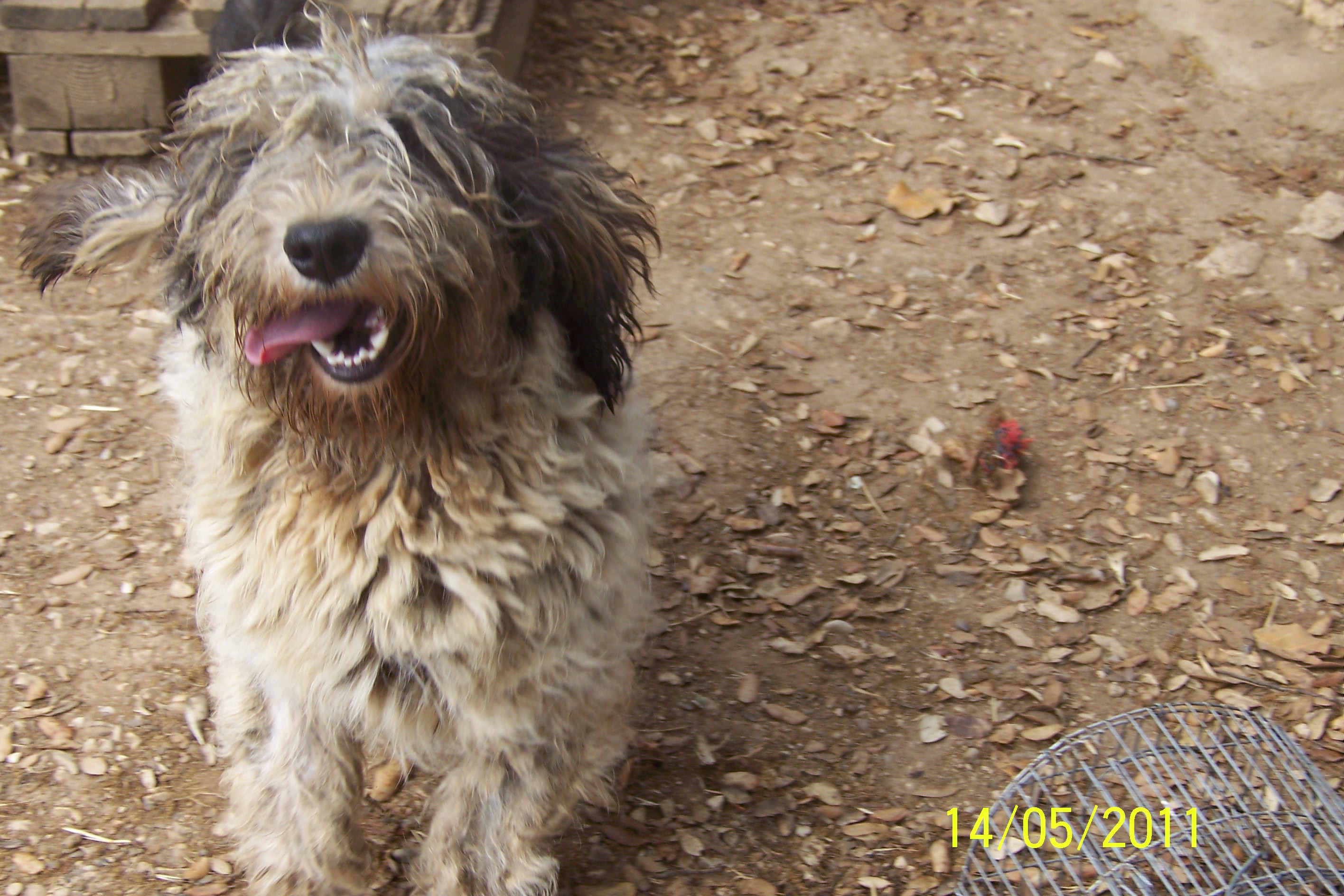 GROUCHO - x basset griffon vendeen 8 ans  (6 ans de refuge)  - Refuge Au Bonheur des 4 Pattes Nimes (30) 257648MAI2011082