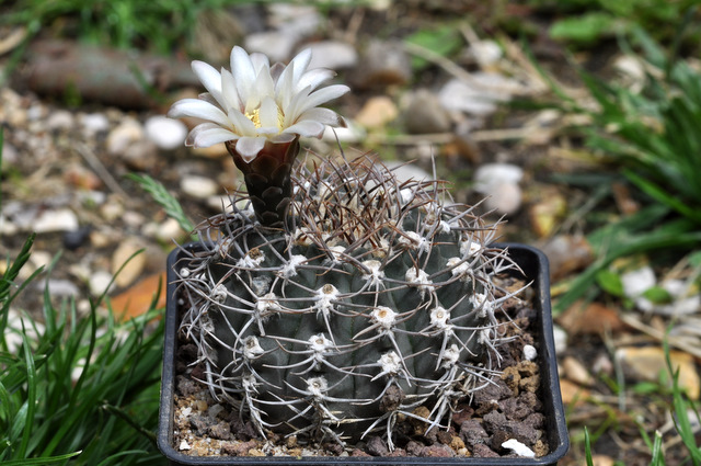 GYMNOCALYCIUM !!! - Page 2 257698gymnocalyciumochoterenaesspherbsthoferianum1106262