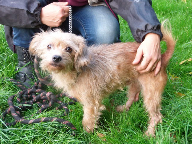 BAYOU GRIFFON FAUVE 3 ANS REFUGE DE BETHUNE 62 257780497