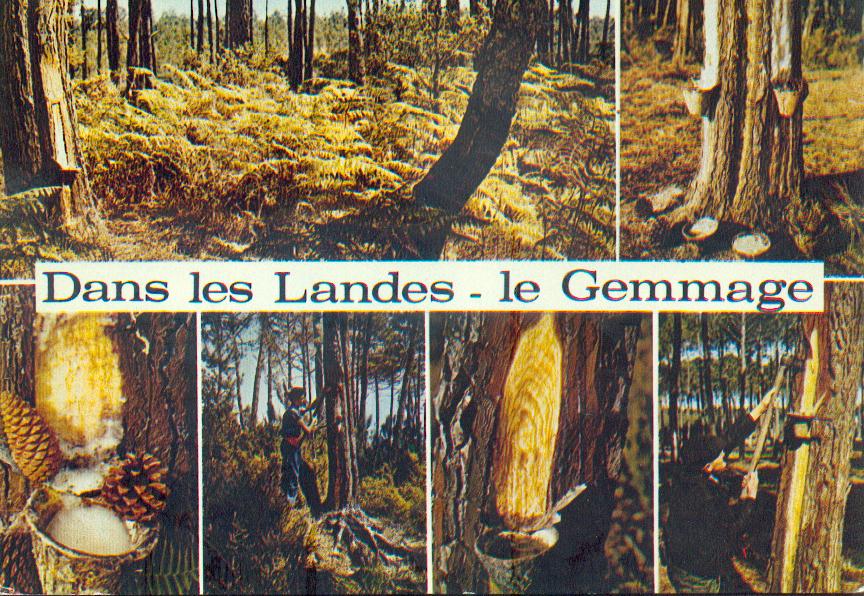 Bois et forêts -Chantilly - Faune - Flore -(photos et textes) 258312gemmage