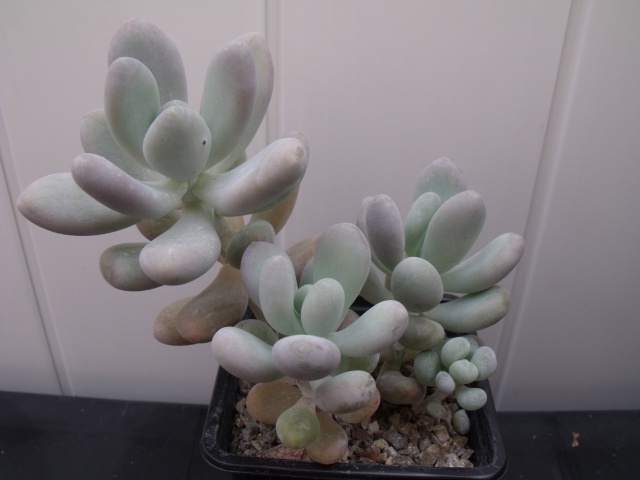 Mes succulentes 2014 258358012