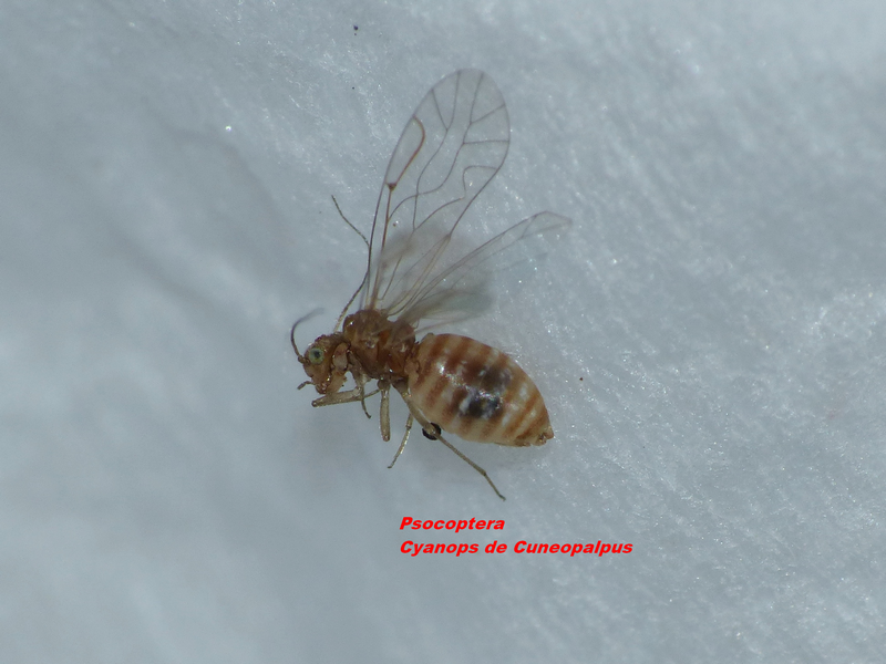 Un     Psocoptère 258983Psocoptera