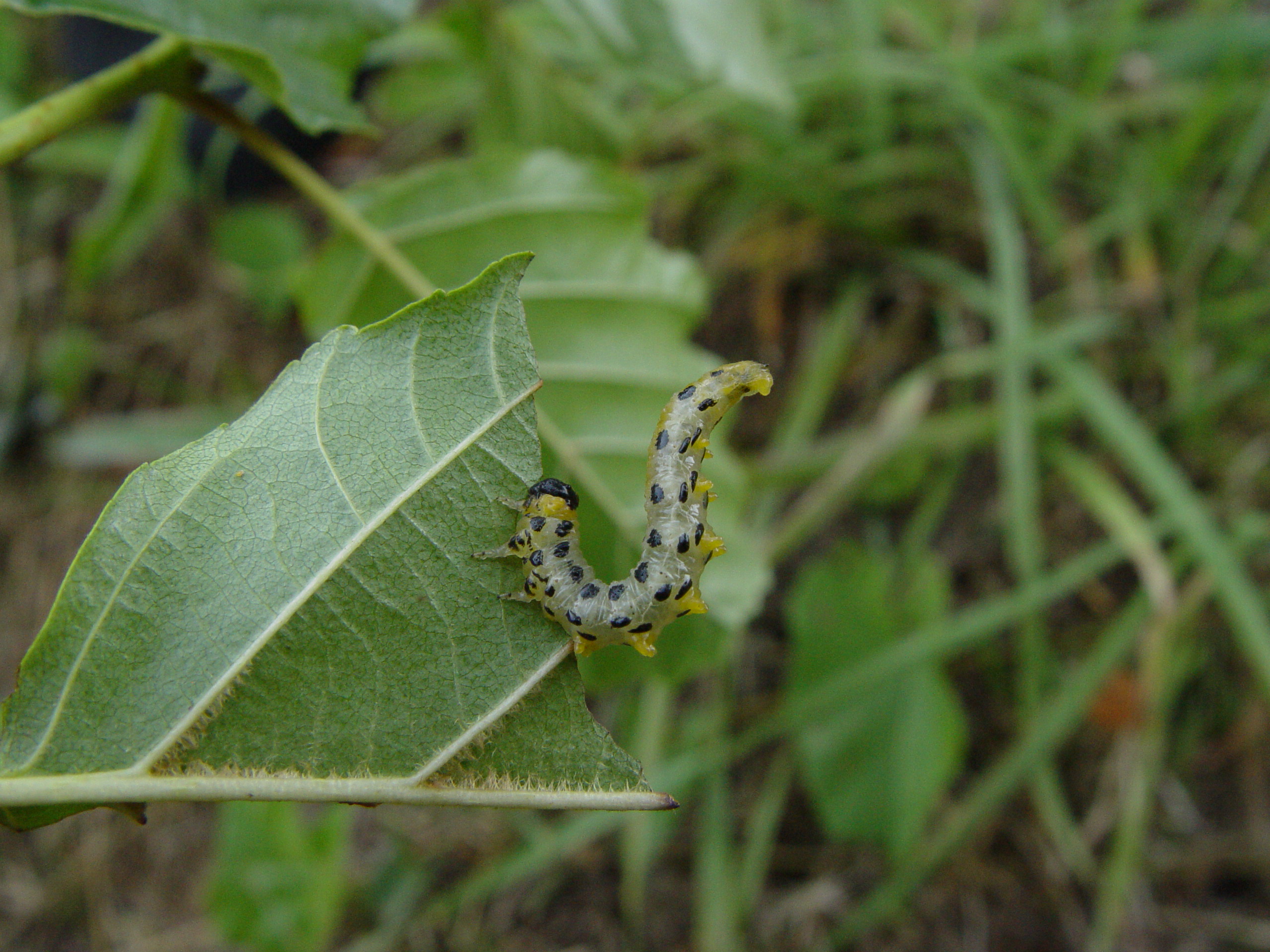 Tenthrède du bouleau (Croesus septentrionalis) 261190Croesusseptentrionalis