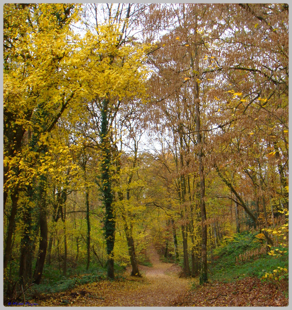 [fil ouvert] la forêt dans tous ses états - Page 10 261324DSC011567