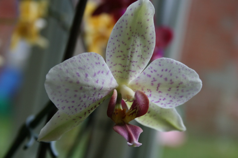 un phalaenopsis qui pete la santé !  261930IMG9218