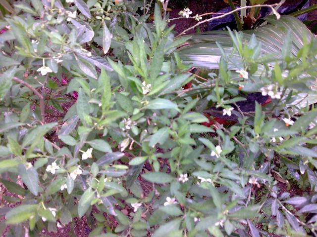 Solanum...ou pommier d'amour 262724Photo055