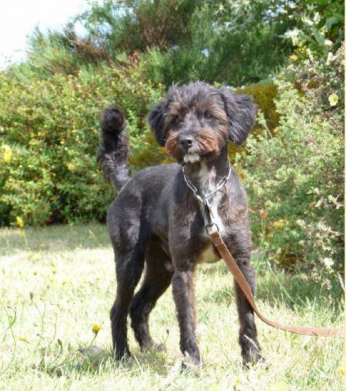 Charly, 5 ans dont 4 annes de refuge LPA de Calais (62) 264121charly