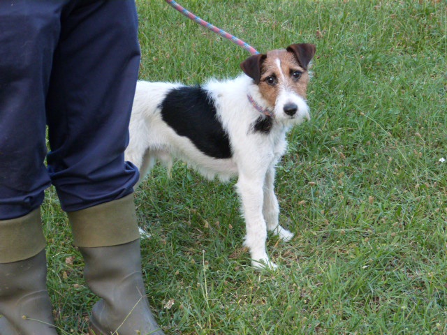 SCHWEPPES - fox terrier 2 ans - Spa de Poitiers (86) 265062470fSchweppes2