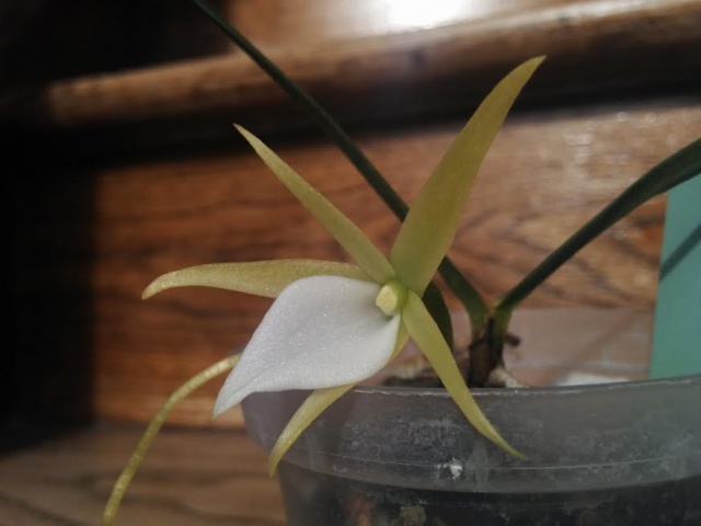 Angraecum litorale 265719unnamed1