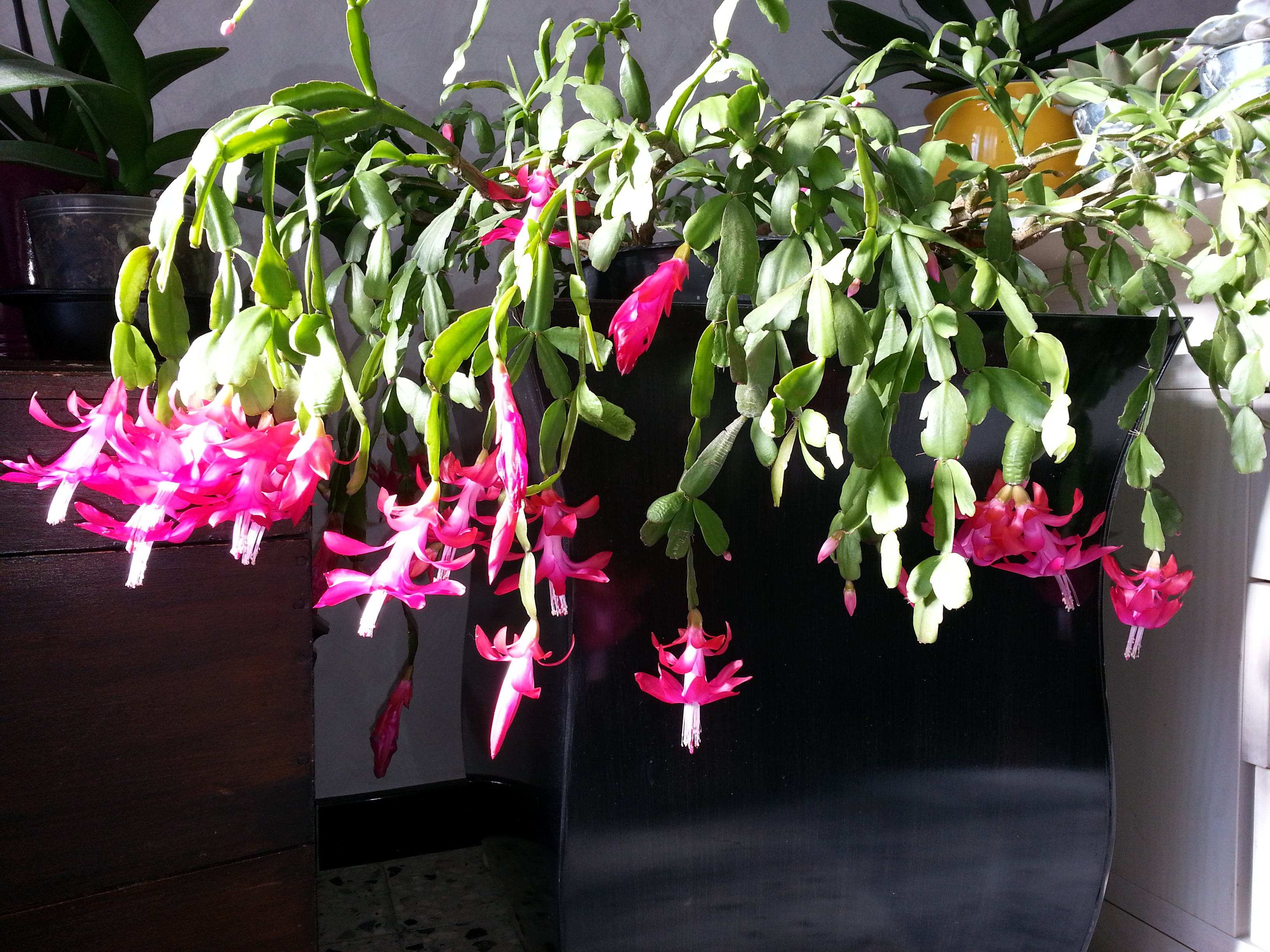 Schlumbergera, ou cactus de noel  - Page 3 26672120140112132707