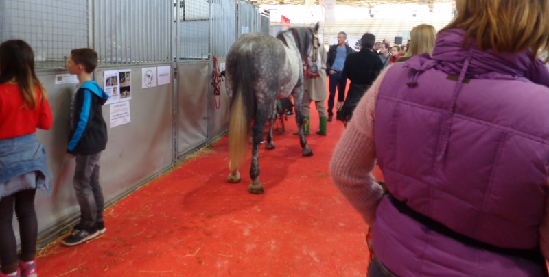 Du Barbe à Equita Lyon édition 2015 267219DSC060121