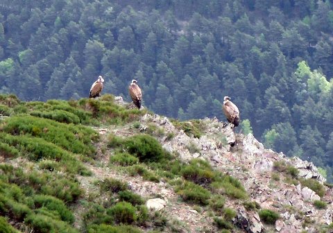 RAID PYRENEES KLE66 DU 1 AU 3 juin 2012 - Page 4 267553SDC14599