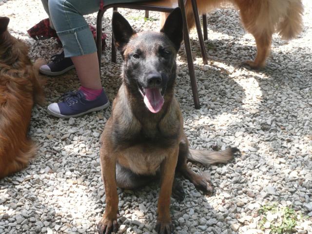 Farouck, malinois de 2 mois en fa dans le 82 268584P1030942