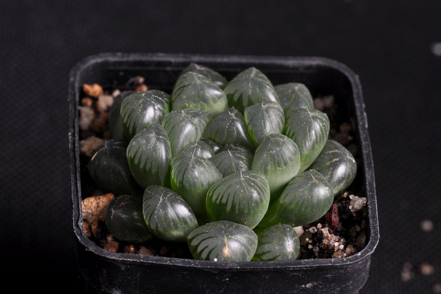 Mes Haworthia 268750cooperitruncata120929004