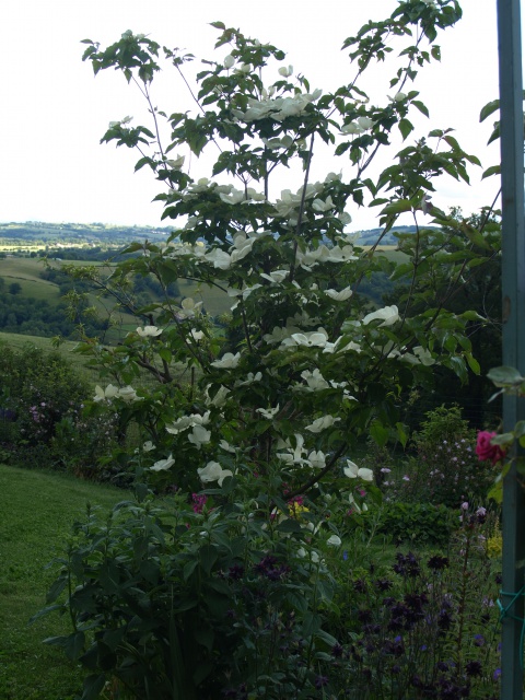 Cornus Kousa Vénus - Page 2 271500P5282104