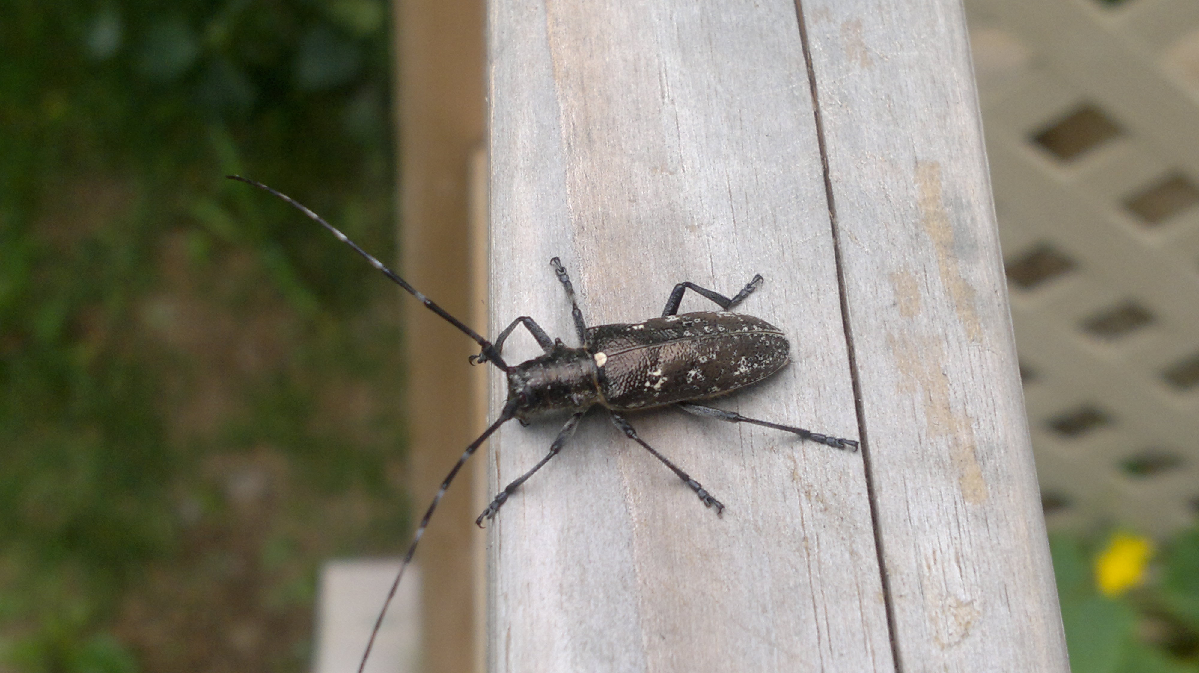 [Monochamus scutellatus] Longicorne gris? 272291010720121444