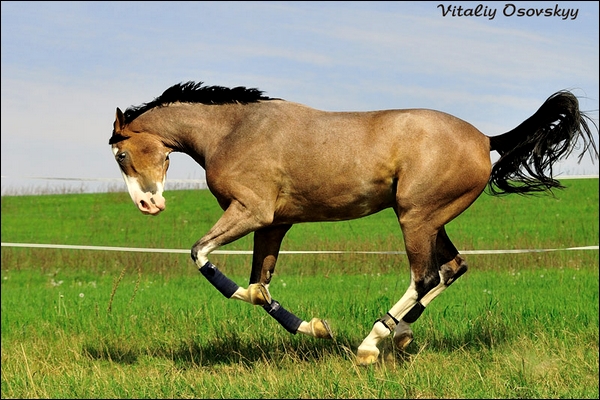 Satyre. Trakehner ( é ) 2730783a60324b