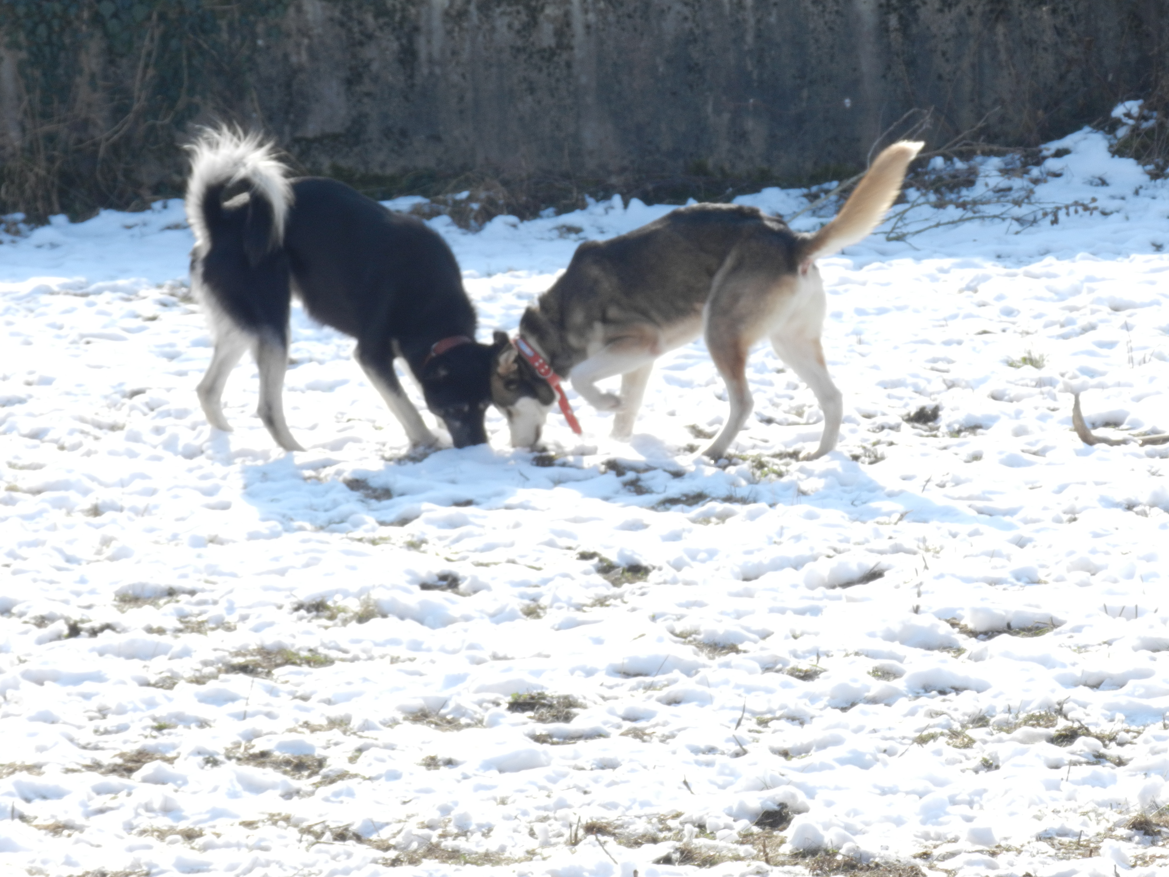  Link Berger X Husky mâle 5 ans gris et blanc PAR:38 ADOPTE 273910DSCN2033