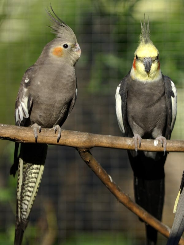 Animaux - Oiseaux - Le roselin familier -Calopsitte - Manchot empereur -+ autres(photos,textes) 273946calopsittegrise