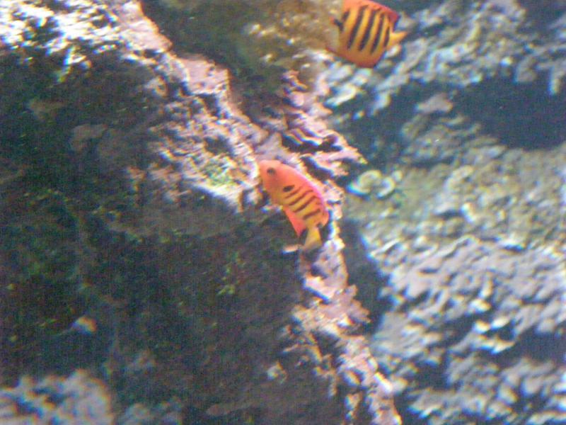 Aquarium de La Rochelle 274117P8027908