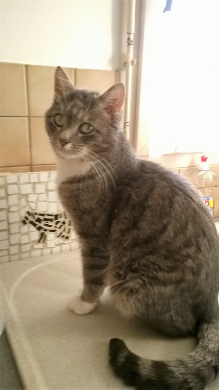 TOMY 2 ans FIV et diabétique à adopter (56) 275352759