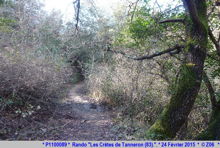 24 Février 2015 - Rando "les crêtes de Tanneron (83)"  276368P1100089