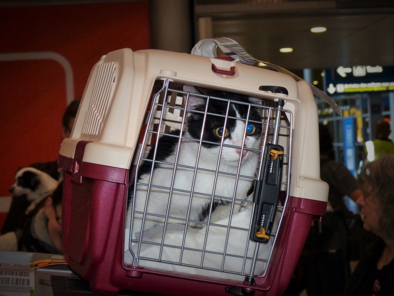 Le convoyage d'Oréo, chaton handicapé de Roumanie 277370P1160911