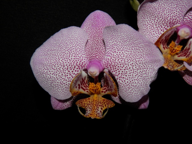 Phalaenopsis Manhattan 277617PC060535