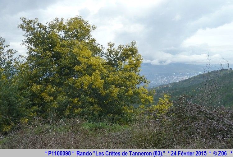 24 Février 2015 - Rando "les crêtes de Tanneron (83)"  278277P1100098