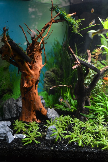 MES AQUARIUMS 240 L Communautaire et 30 L Aquascape + photos - Page 3 2795046505