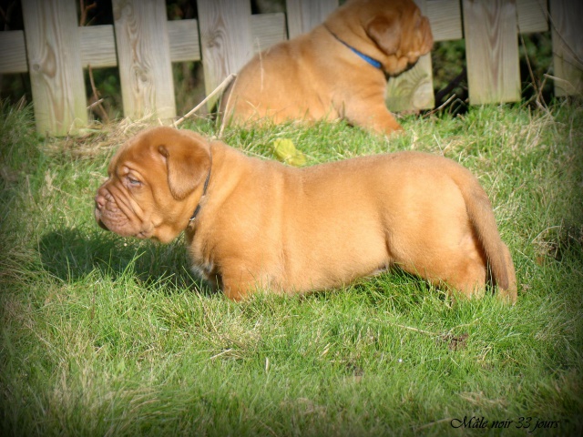 Kim z'orisku et Gentle Bazooka De la Tour gelée (Dogue de Bordeaux) - Page 2 280355DSC03684