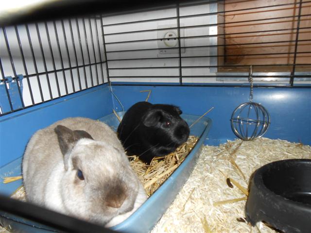 (Adoptés) Pic et Croc, couple lapin-chon, Refuge FREE 280773DSCN0343Small