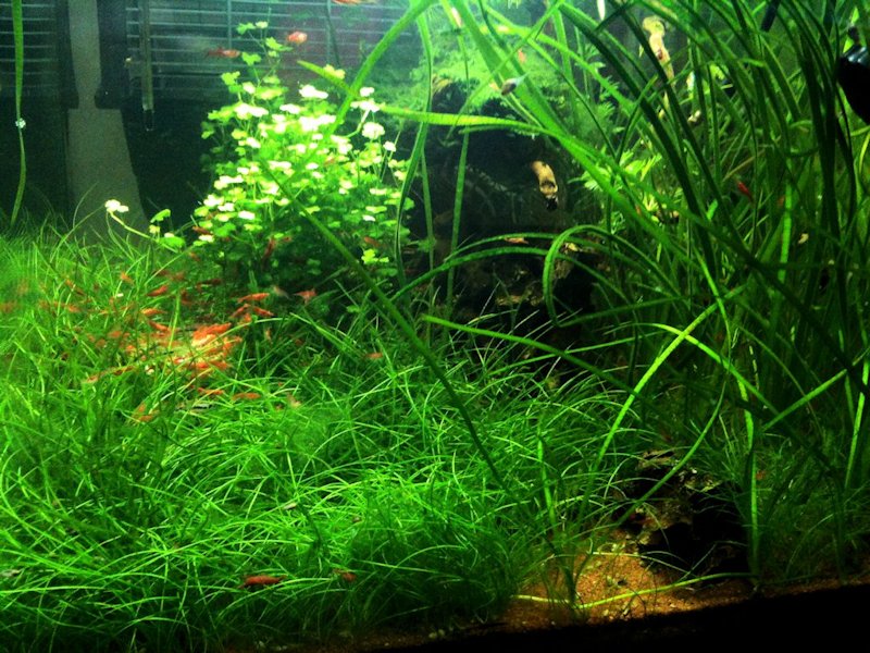 Mon Scaper's Tank 50L Aquascaping - Page 3 280777IMG0862