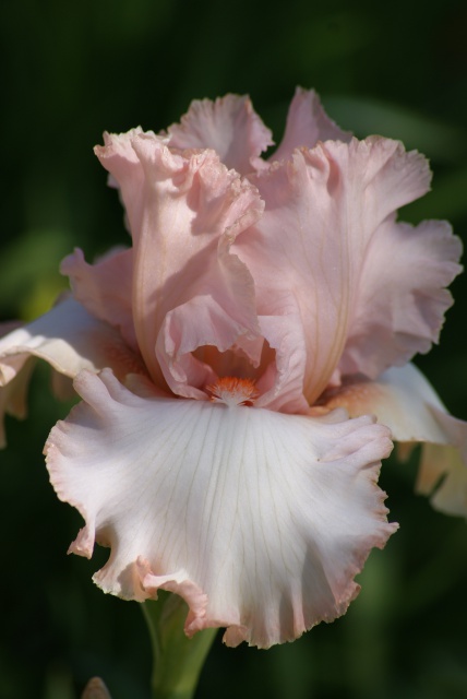 Un iris rose, ça peut être savoureux  282960018