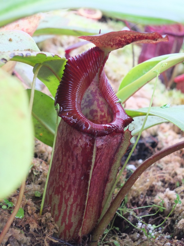 Nepenthes Aout 283224DSCF3329