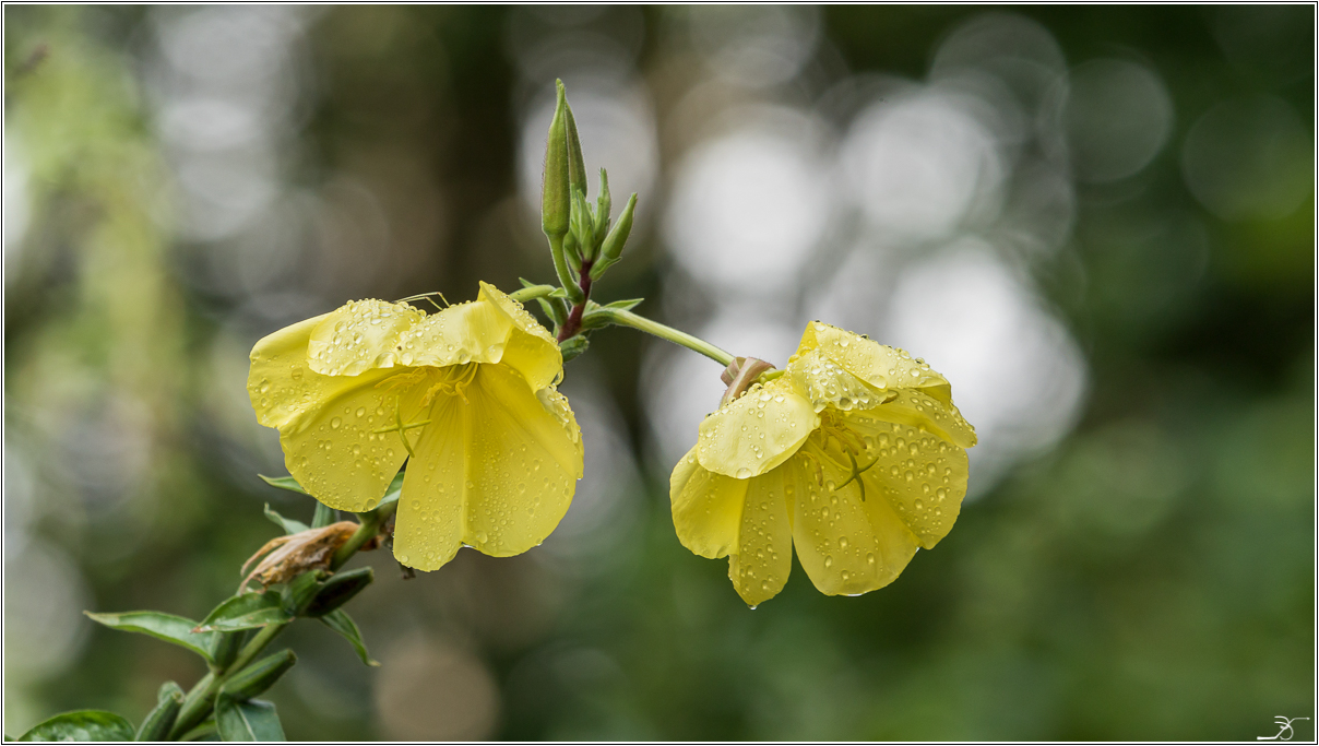 Photos  Lumix du 30/7/2015 283994LR6P1150565