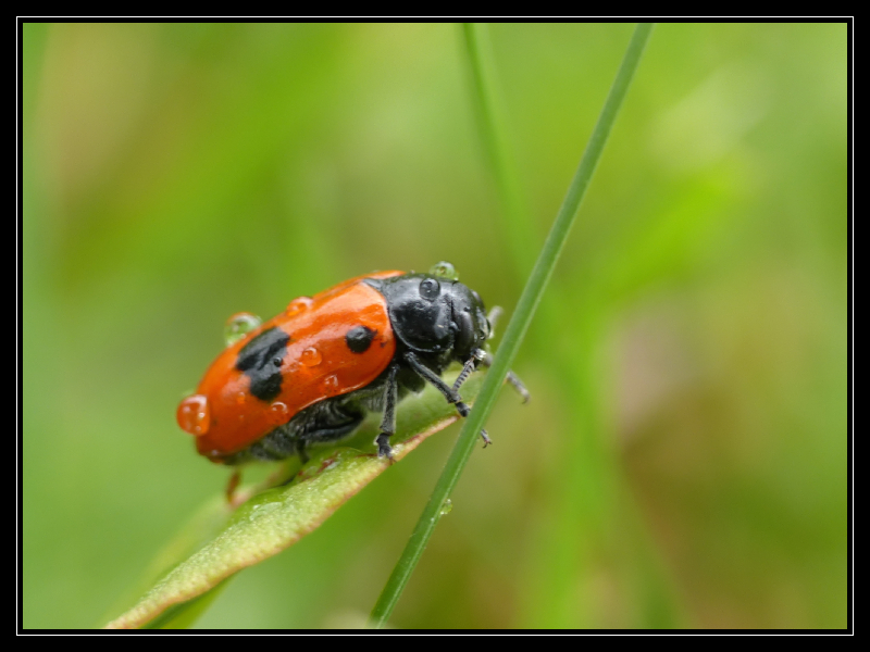 macro sous la pluie  284410coc1