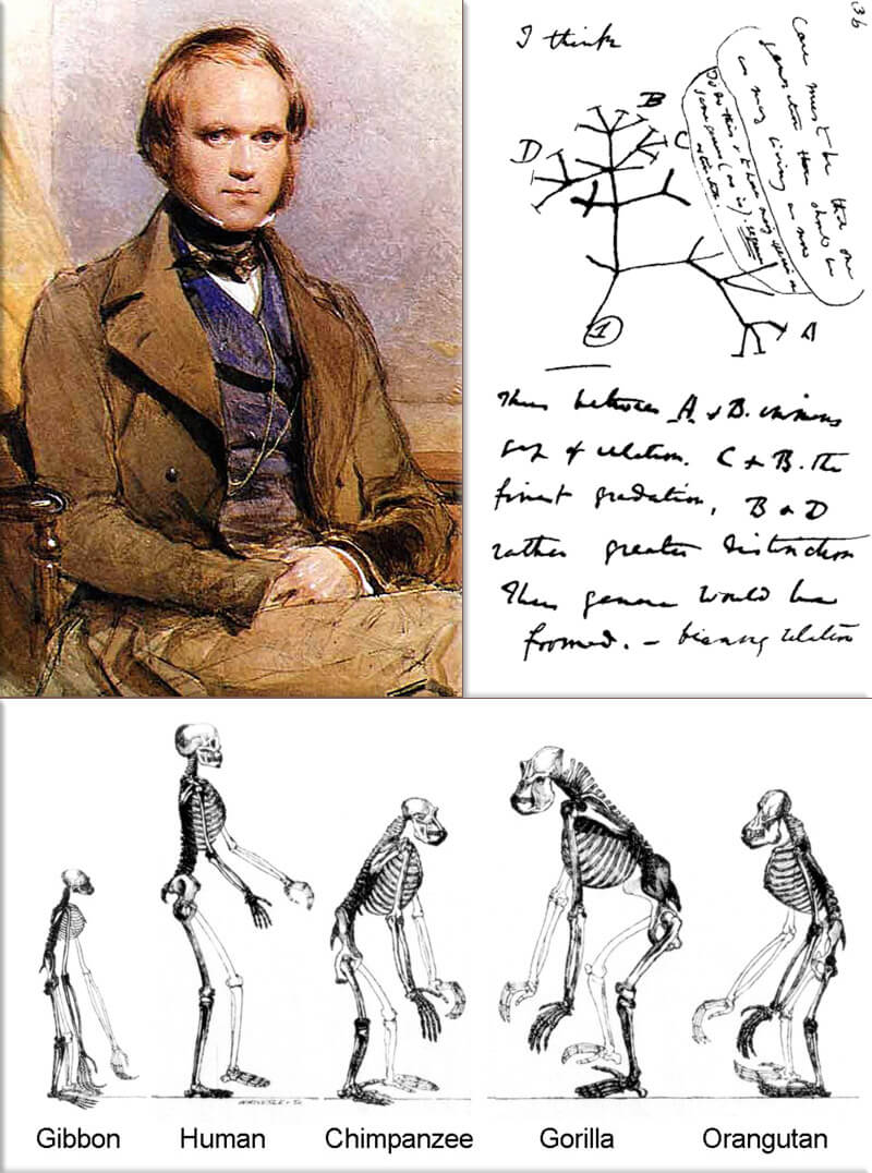 Jeu de saison ! - Page 8 2854510820charlesdarwinevolutionchartcollage1