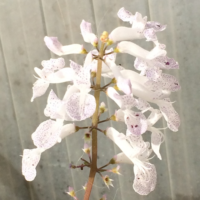 Plectranthus verticillatus 285555003