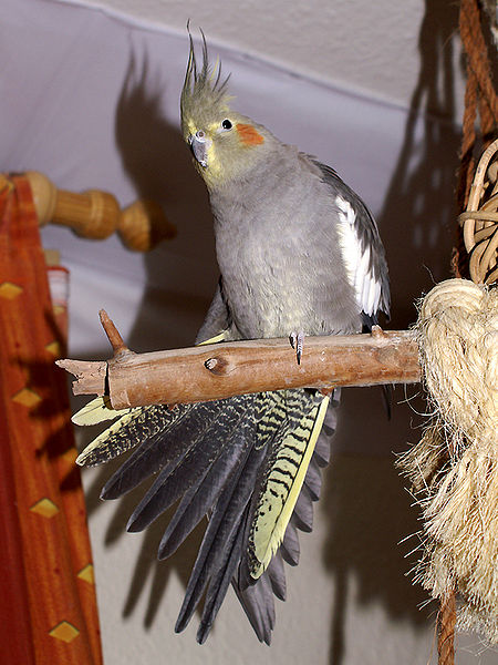 Animaux - Oiseaux - Le roselin familier -Calopsitte - Manchot empereur -+ autres(photos,textes) 285991450pxCockatielfemale