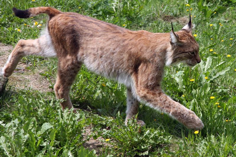 FRANCE CONTRE-TORPILLEURS CLASSE JAGUAR 287086Lynx