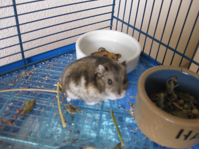 Pansie la hamster russe 287097Pansie1