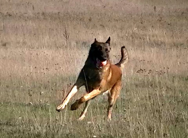 Un trio de malinois !  - Page 5 287240vlcsnap2012111306h49m23s251