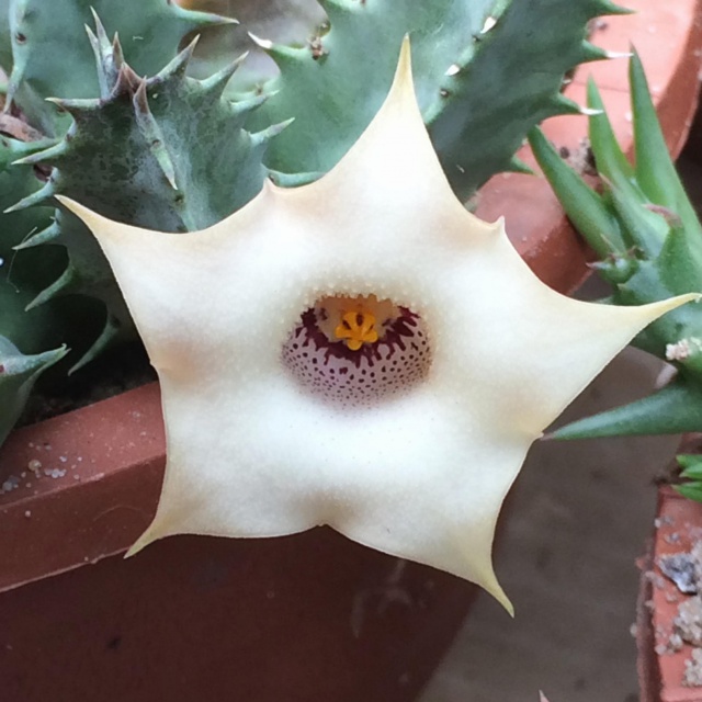 Huernia blyderiverensis 289008huerniaquinta