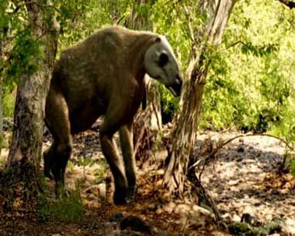 Animaux préhistoriques -Diprotodon - Chalicotherium -et autres(photos,textes...) 289036chalicotherium1