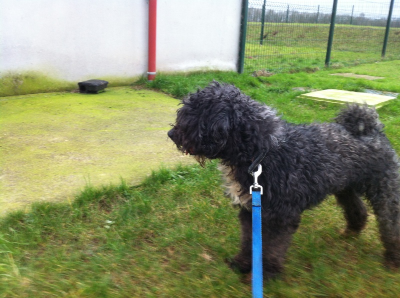 BISCUIT X CANICHE 5 ANS SPA DOUAI 59 289292biscuit2IMG2373