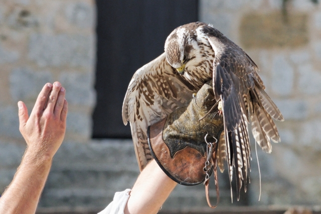 Les rapaces de Provins (77) 290201IMG_7145_DxO__640x480_