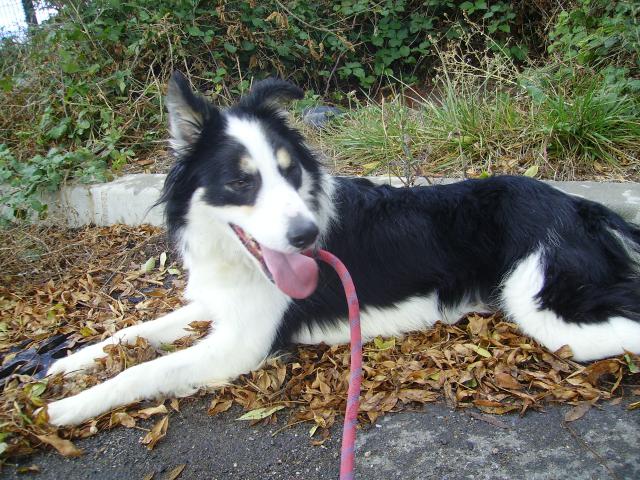 [ ADOPTE ]Dusty,mâle border  besoin de douceur (SPA du 81) 290601IMGP0511