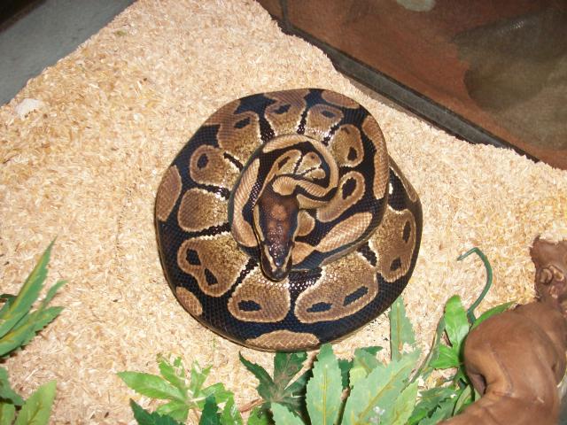 Meos Reptiles : Python Regius 2913281009386